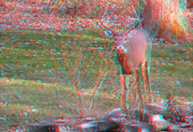 Click to see larger image.