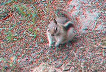 click for larger image