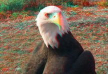 Click here to see larger image.