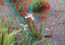 click for larger image