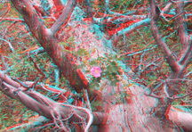 click for larger image